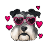 Zwergschnauzer