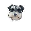 Zwergschnauzer