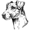 Fox Terrier Smooth Hair Portrait