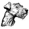 Irish Terrier Portrait