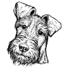 Irish Terrier Portrait frontal