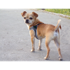 chihuahua, dog,