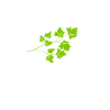 Koriander Flüsterer T-shirt