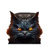 Katze Kätzchen Katzenhalter Katzen Sarkasmus