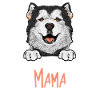 Chien Malamute d’Alaska
