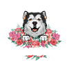 Alaskan Malamute Dog