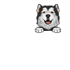 Chien Malamute d’Alaska