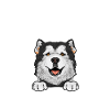 Chien Malamute d’Alaska