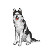 Alaskan Malamute Dog