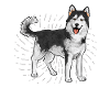 Alaskan Malamute Dog