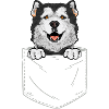 Alaskan Malamute Dog
