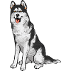 Alaskan Malamute Dog