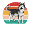 Alaskan Malamute Dog