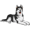 Alaskan Malamute Dog