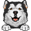 Alaskan Malamute Dog