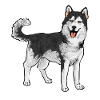 Alaskan Malamute Dog