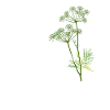 Funny dill saying