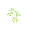 Dill Whisperer