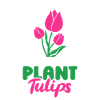 Tulips Children Tulips