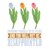 Tulips Cute Tulips