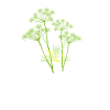 Dill