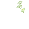 Got Dill Shirt