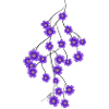 Purple flowers