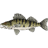 Zander Predator-Fisch-Design für Angler
