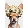 Chihuahua Blomsterkrans Blomster Hund Hunde Plakat
