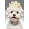 Maltipoo Blomster Dyr Hund Hunde Plakat