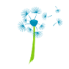 Beautiful White Dandelion Flowers Dandelion