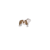 Deutsch Bulldog