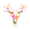 Hirsch