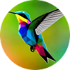 Hummingbird - Polygon