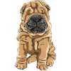 Shar peí love
