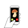 Citation cèpe champignons cueillette