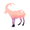 Big horn sheep