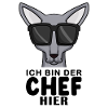coole Katze - Sphynx Katze Spruch