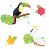 Tropical birds