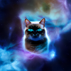 Chat dans l’espace