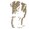 Gabon - Elephant