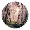 Cherry blossom forest