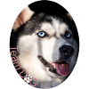 Team Hund / Team Dog