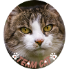 Team Katze - Team Cat