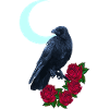 krähe, Rosenblüte, Mondsichel, goth, Vögel
