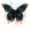 Butterfly Image