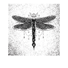 wednesday dragonfly