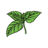 Mint Mint leaf