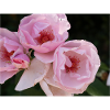 Pink roses