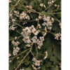 Floral Design
